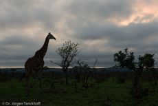 Giraffe (27 von 94).jpg